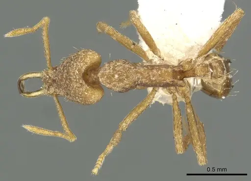 Strumigenys gabarys specimen CASENT0900832 image casent0900832_1