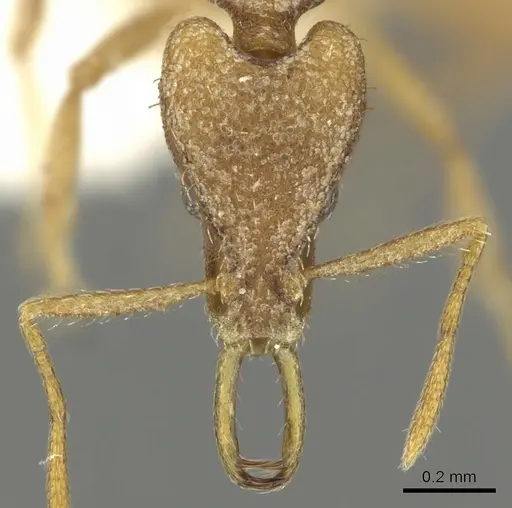Strumigenys gabarys specimen CASENT0900832 image casent0900832_2