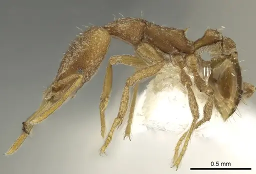 Strumigenys gabarys specimen CASENT0900832 image casent0900832_3