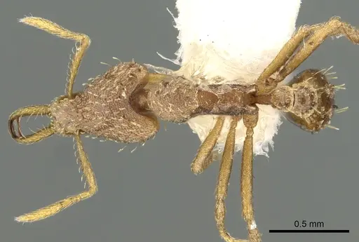 Strumigenys gamegyn specimen CASENT0900831 image casent0900831_1