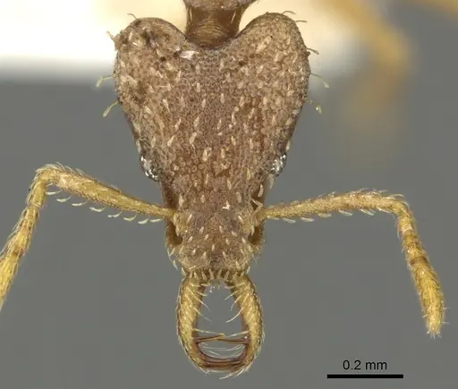 Strumigenys gamegyn specimen CASENT0900831 image casent0900831_2