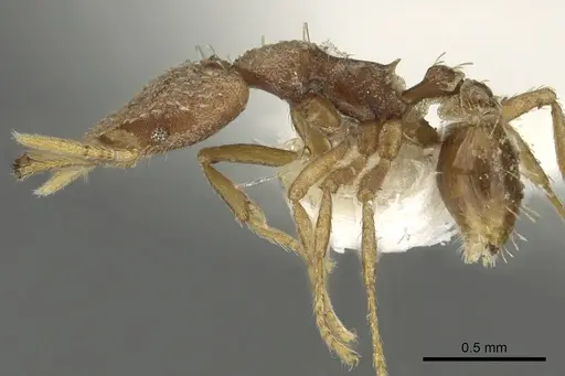 Strumigenys gamegyn specimen CASENT0900831 image casent0900831_3