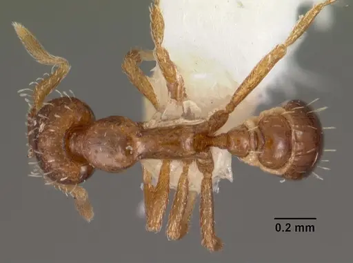 Strumigenys gatuda specimen CASENT0102545 image casent0102545_1