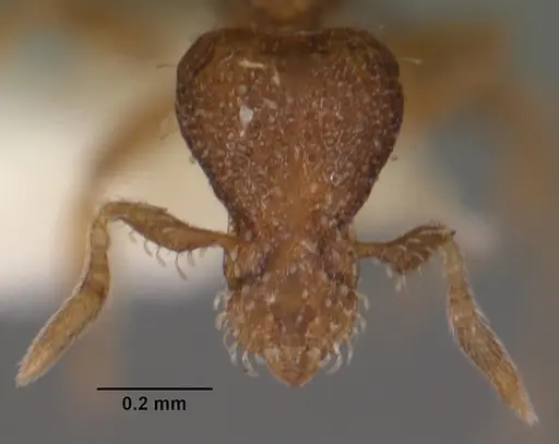 Strumigenys gatuda specimen CASENT0102545 image casent0102545_2