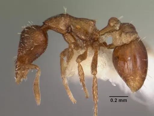 Strumigenys gatuda specimen CASENT0102545 image casent0102545_3