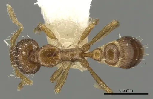 Strumigenys gatuda specimen CASENT0900072 image casent0900072_1