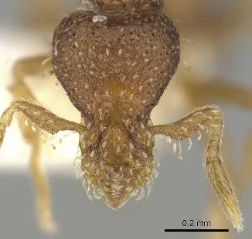 Strumigenys gatuda specimen CASENT0900072 image casent0900072_2