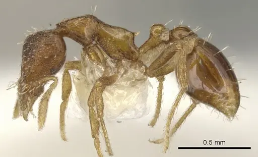 Strumigenys gatuda specimen CASENT0900072 image casent0900072_3