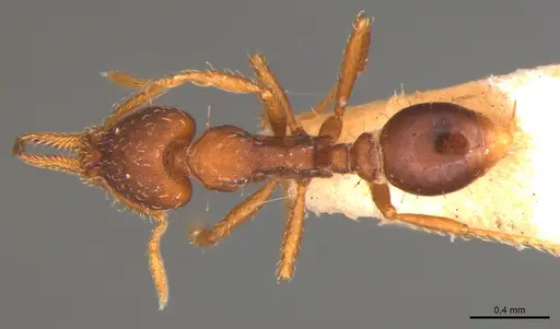 Strumigenys gemella specimen MZSP89416 image mzsp89416_1