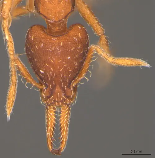 Strumigenys gemella specimen MZSP89416 image mzsp89416_3