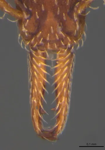 Strumigenys gemella specimen MZSP89416 image mzsp89416_4