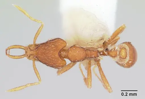 Strumigenys geminata specimen CASENT0102653 image casent0102653_1