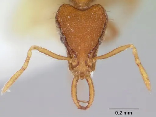 Strumigenys geminata specimen CASENT0102653 image casent0102653_2