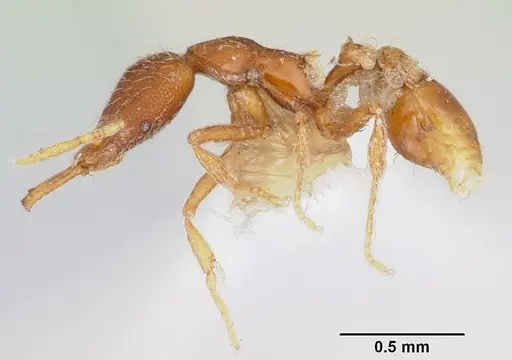 Strumigenys geminata specimen CASENT0102653 image casent0102653_3