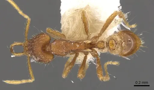 Strumigenys geminata specimen CASENT0900810 image casent0900810_1