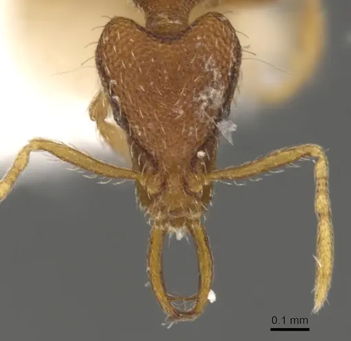 Strumigenys geminata specimen CASENT0900810 image casent0900810_2