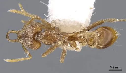 Strumigenys geminata specimen CASENT0914797 image casent0914797_1