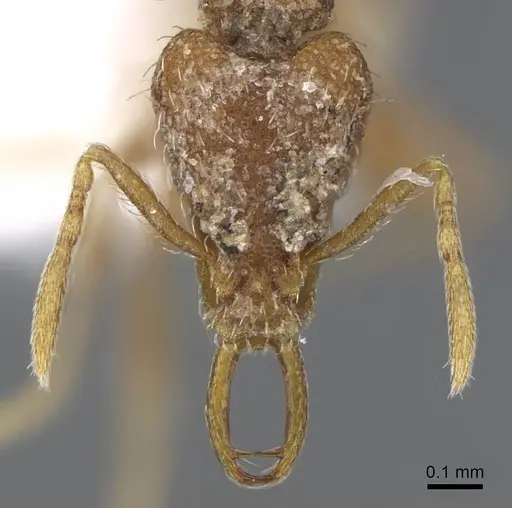 Strumigenys geminata specimen CASENT0914797 image casent0914797_2