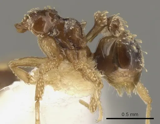 Strumigenys geoterra specimen CASENT0900063 image casent0900063_3