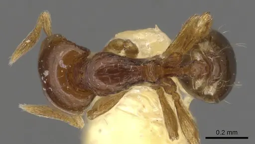 Strumigenys glenognatha specimen CASENT0900200 image casent0900200_1