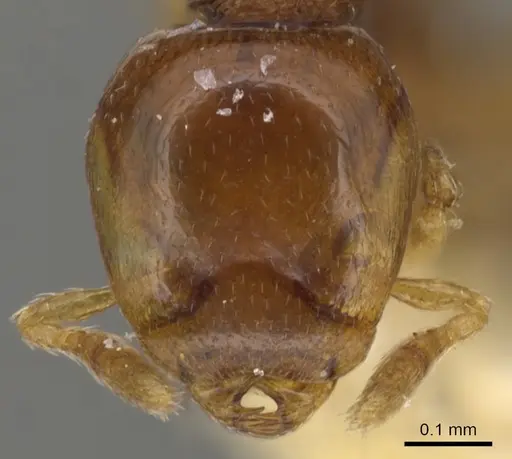 Strumigenys glenognatha specimen CASENT0900200 image casent0900200_2
