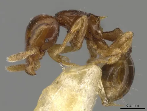 Strumigenys glenognatha specimen CASENT0900200 image casent0900200_3