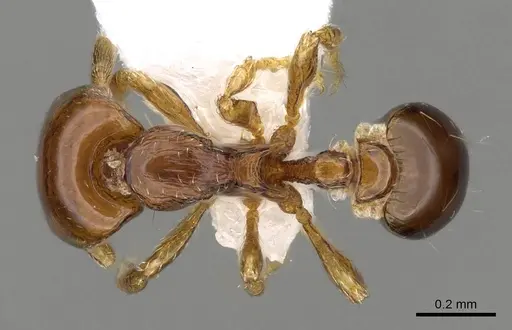 Strumigenys glenognatha specimen CASENT0914590 image casent0914590_1