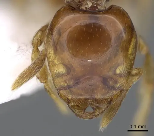 Strumigenys glenognatha specimen CASENT0914590 image casent0914590_2