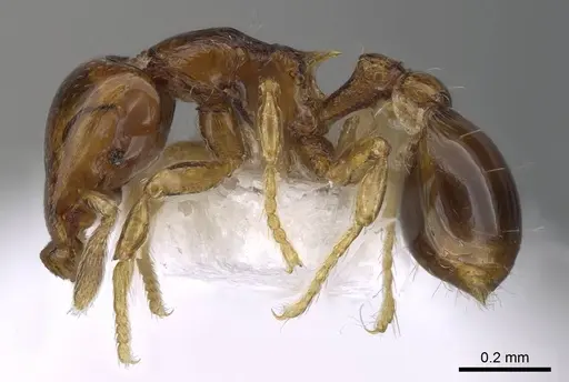 Strumigenys glenognatha specimen CASENT0914590 image casent0914590_3