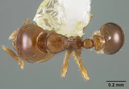 Strumigenys glenognatha specimen USNMENT00412076 image usnment00412076_1