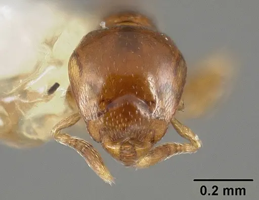 Strumigenys glenognatha specimen USNMENT00412076 image usnment00412076_2