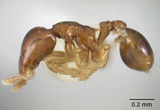 Strumigenys glenognatha specimen USNMENT00412076 image usnment00412076_3
