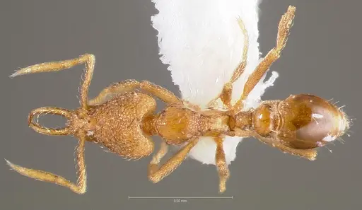 Strumigenys glycon specimen CASENT0005542 image casent0005542_1
