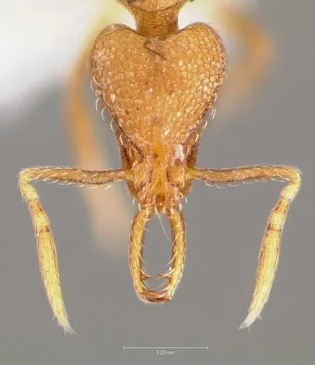 Strumigenys glycon specimen CASENT0005542 image casent0005542_2