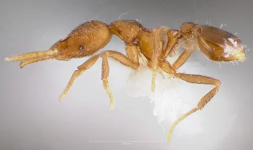 Strumigenys glycon specimen CASENT0005542 image casent0005542_3