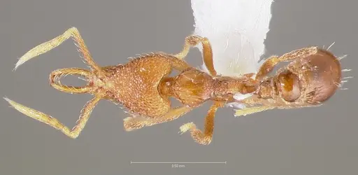 Strumigenys glycon specimen CASENT0005543 image casent0005543_1