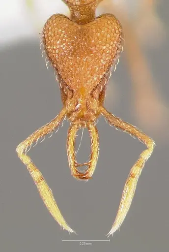 Strumigenys glycon specimen CASENT0005543 image casent0005543_2