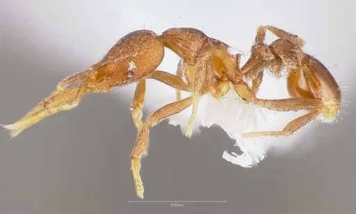 Strumigenys glycon specimen CASENT0005543 image casent0005543_3
