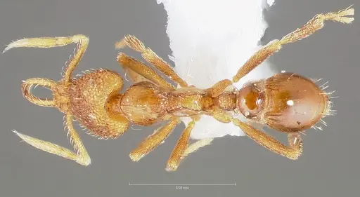 Strumigenys glycon specimen CASENT0005544 image casent0005544_1