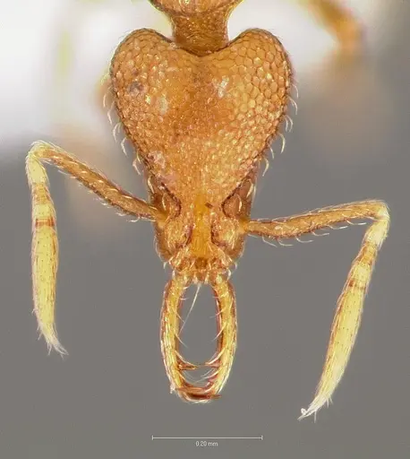 Strumigenys glycon specimen CASENT0005544 image casent0005544_2