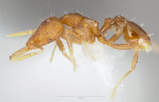 Strumigenys glycon specimen CASENT0005544 image casent0005544_3