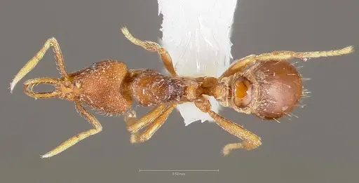 Strumigenys glycon specimen CASENT0005548 image casent0005548_1