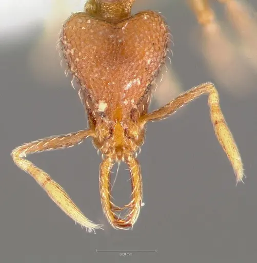 Strumigenys glycon specimen CASENT0005548 image casent0005548_2