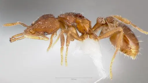 Strumigenys glycon specimen CASENT0005548 image casent0005548_3