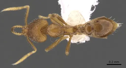 Strumigenys glycon specimen CASENT0900723 image casent0900723_1