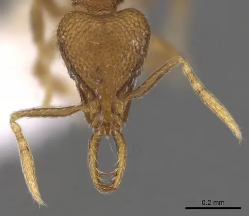 Strumigenys glycon specimen CASENT0900723 image casent0900723_2