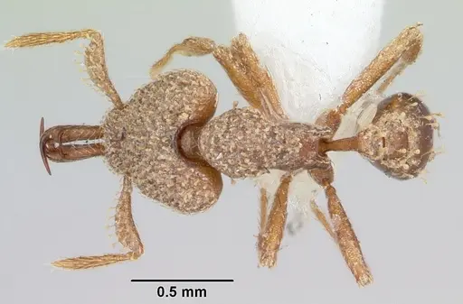 Strumigenys gnathosphax specimen CASENT0102655 image casent0102655_1