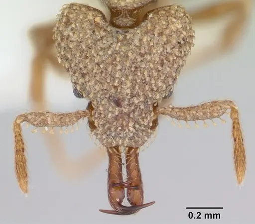 Strumigenys gnathosphax specimen CASENT0102655 image casent0102655_2