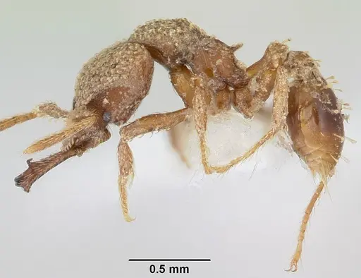 Strumigenys gnathosphax specimen CASENT0102655 image casent0102655_3