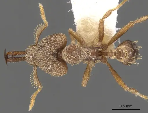 Strumigenys gnathosphax specimen CASENT0900785 image casent0900785_1
